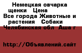 Немецкая овчарка щенки › Цена ­ 20 000 - Все города Животные и растения » Собаки   . Челябинская обл.,Аша г.